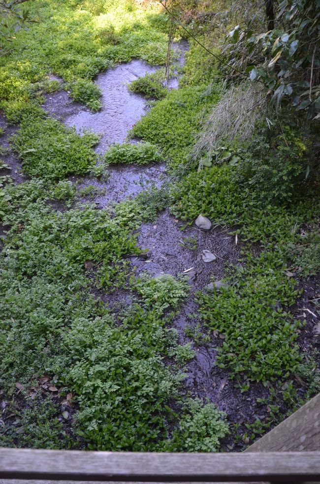 あちこちに泉が湧いているのが確認できます。