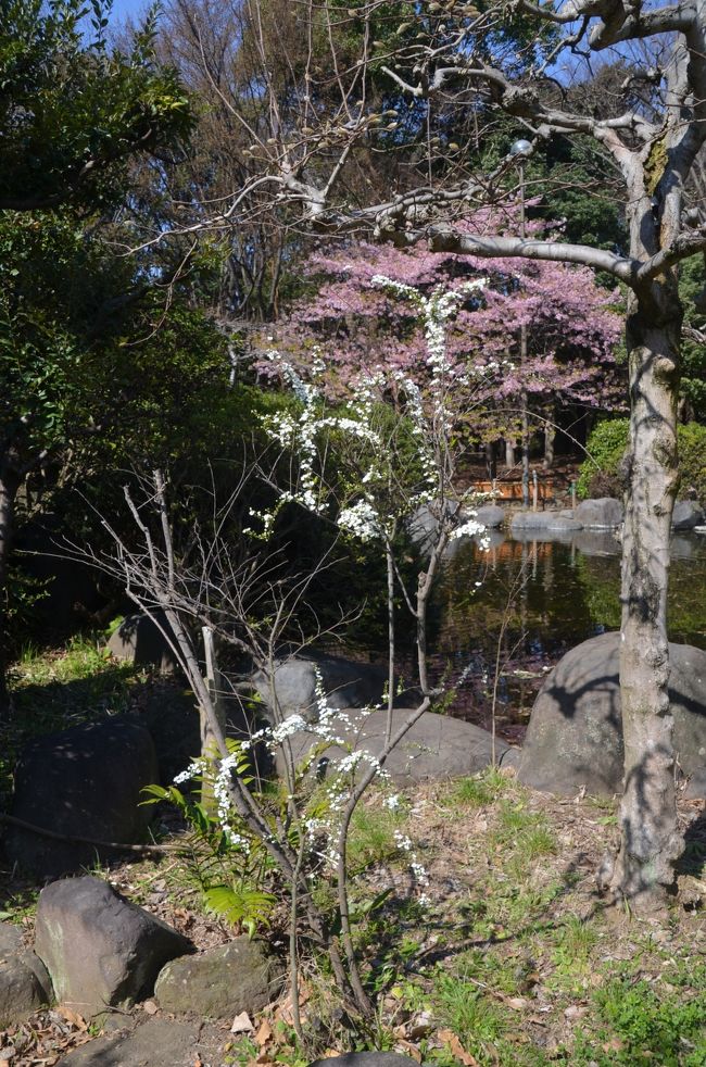 花の種類は判りませんが小さい花が咲いています。