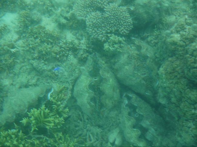 グラスボートでのしゃこ貝。すっごく大きいし、何よりいっぱいありました。海は荒れていないので酔いませんでしたが、ずっと下を見てると酔いそうです。他にも青い珊瑚やウミガメ、たくさんの綺麗な魚が泳いでいました！