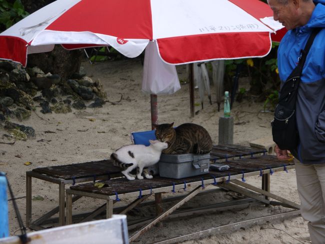 混んでるときに待つ場所かな？今回は待ち時間もなかったのですが、猫が雨宿りしていました。にしても、石垣島や竹富島には猫がたくさんいるのね。