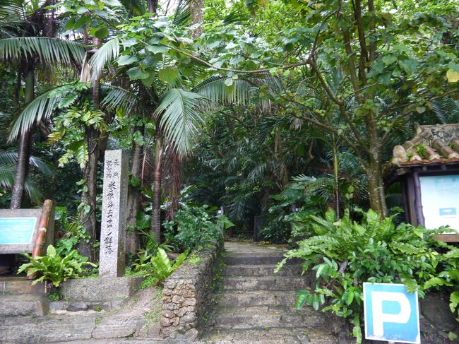 米原ヤエヤマヤシ群落に行きました。ちょうど雨があがっていて助かりました。ジャングルみたいな道を500メートルほど歩くと、ヤシの群落があり、圧巻でした。西表島でも見たけど、やはり近くで見るとすごいですね。