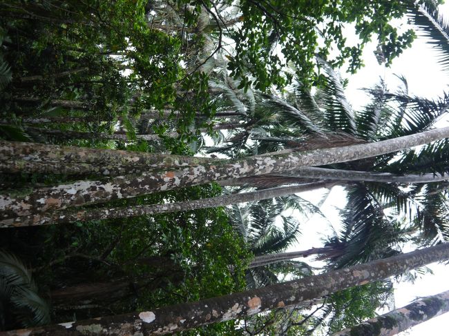 一本一本がすごく背が高い。父がヤシの実をみようと一生懸命探していましたが、ヤエヤマヤシの実は2から3センチ程みたいで、わたしたちのイメージするヤシノミとは異なるみたいです(笑)