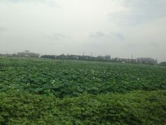 南岩国駅の蓮根畑は観光名所になっていいレベル。
