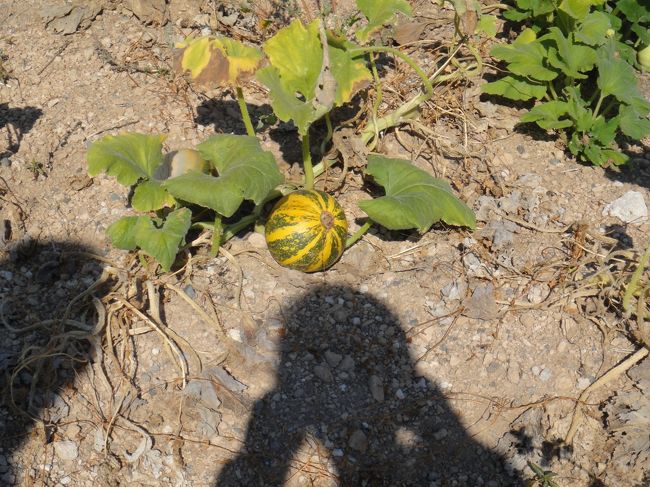 我々のガイドさん、途中で車を止めちゃ、やれカボチャだのリンゴだのをとってくれたが、残念ながら味はイマイチだった。