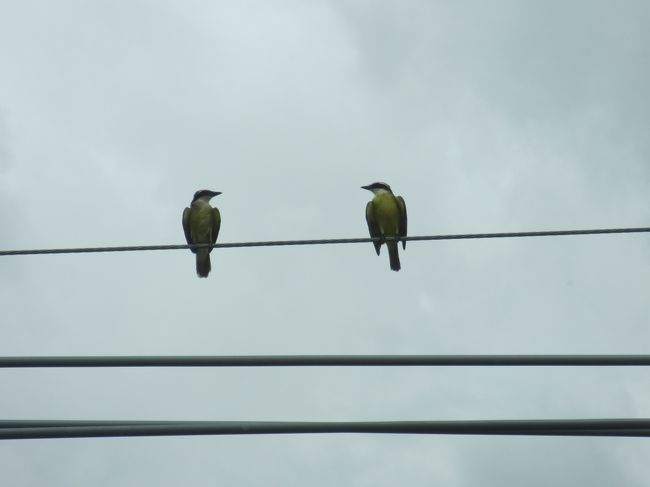 クリニックの前の電線にとまってた小鳥の会話<br /><br />おいおい、あれはナニ？？
