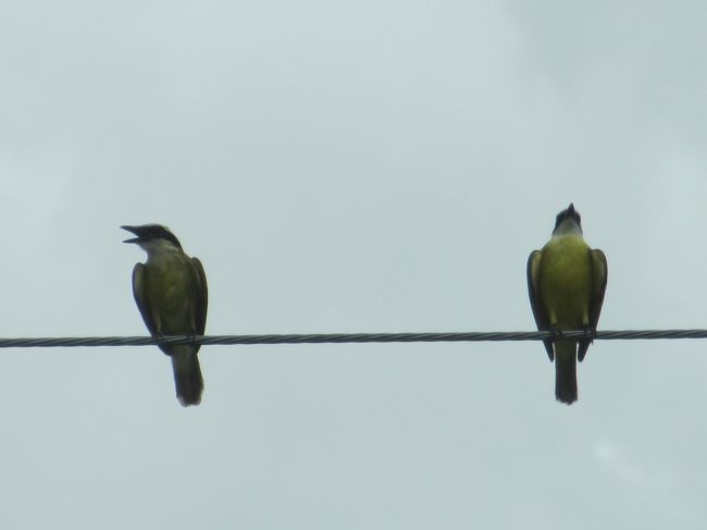 ギャハハハと大笑いなヤツと憮然とした表情のヤツ