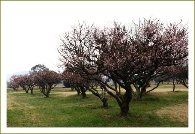 ★平城宮跡（観梅）／奈良県奈良市佐紀町<br />　平城宮跡資料館前の梅です。ここへ来たのは何度目になるかな。<br />　‘青丹よし 奈良の都は 咲く花の にほふがごとく 今盛りなり’<br />　