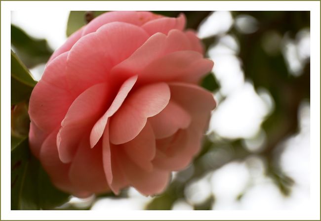 ★平城宮跡（観梅）／奈良県奈良市佐紀町<br />　ツバキ