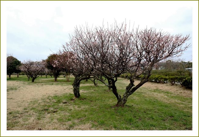 ★平城宮跡（観梅）／奈良県奈良市佐紀町<br />　１９９８年１２月、「古都奈良の文化財」として東大寺などと共に世界遺産に登録されました。<br />　