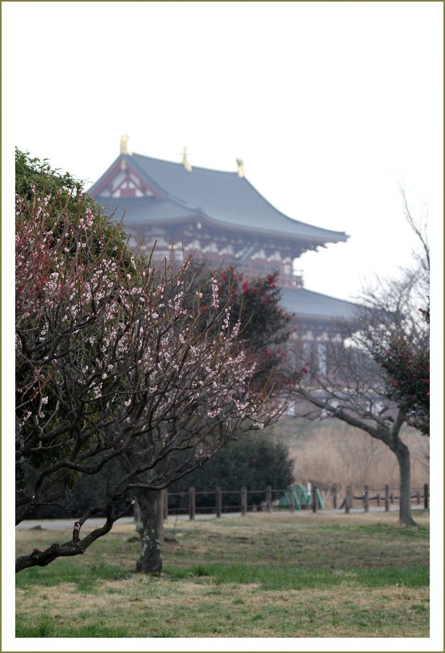 ★平城宮跡（観梅）／奈良県奈良市佐紀町<br />　大極殿をバックに梅の花とツバキの花が咲き誇る。早朝の散歩は気持ちがいい。