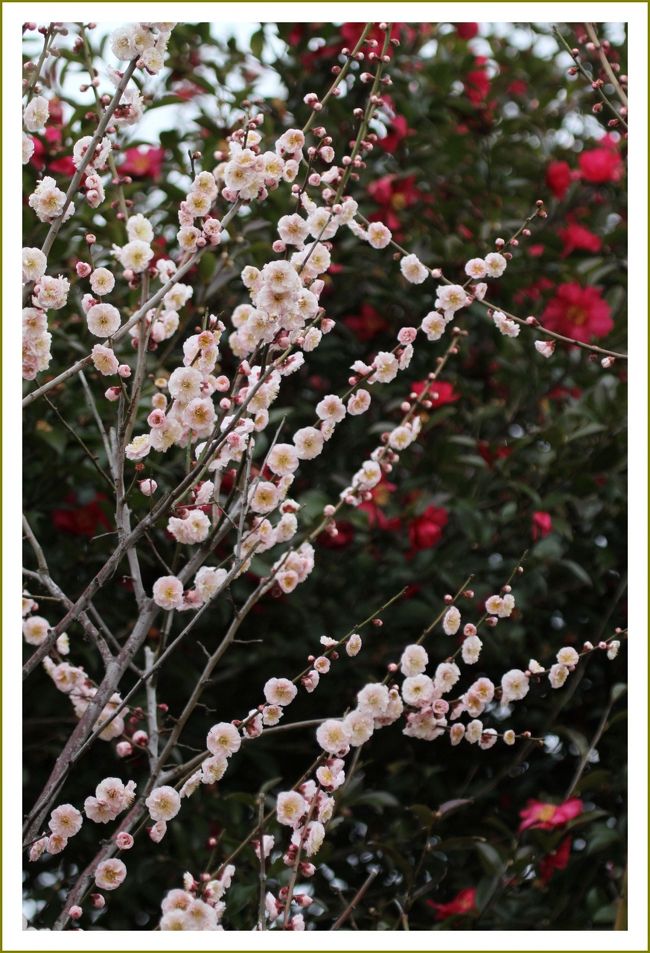 ★平城宮跡（観梅）／奈良県奈良市佐紀町<br />　平城宮は７１０年から７８４年までの奈良時代の都です。<br />　