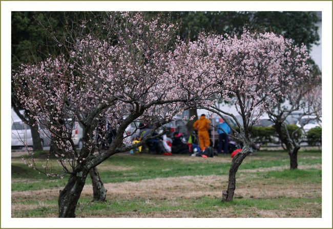 ★平城宮跡（観梅）／奈良県奈良市佐紀町<br />　梅の花に群がるメジロたちがたくさんいました。