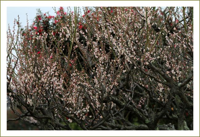 ★平城宮跡（観梅）／奈良県奈良市佐紀町<br />　