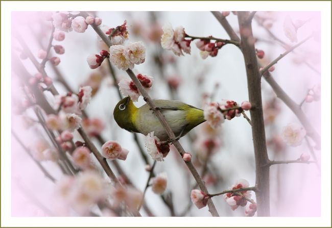 ★平城宮跡（観梅）／奈良県奈良市佐紀町<br />　