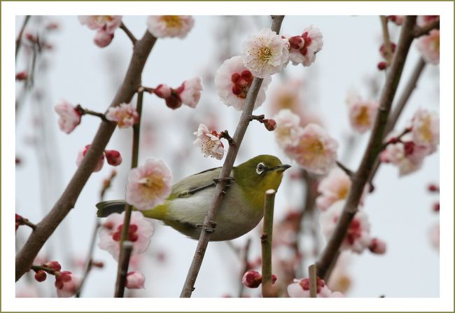 ★平城宮跡（観梅）／奈良県奈良市佐紀町<br />　奈良文化財研究所による発掘調査が進められていますが、広大な面積で調査を終えているのは３割です。