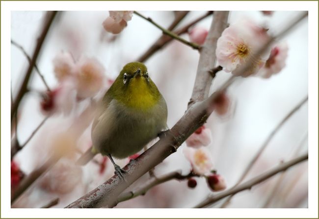 ★平城宮跡（観梅）／奈良県奈良市佐紀町<br />　学者によっては、木簡の保存のためには科学技術がもっと発達するまでこのままで置いておく方がベターと発言する人もあります。<br />　