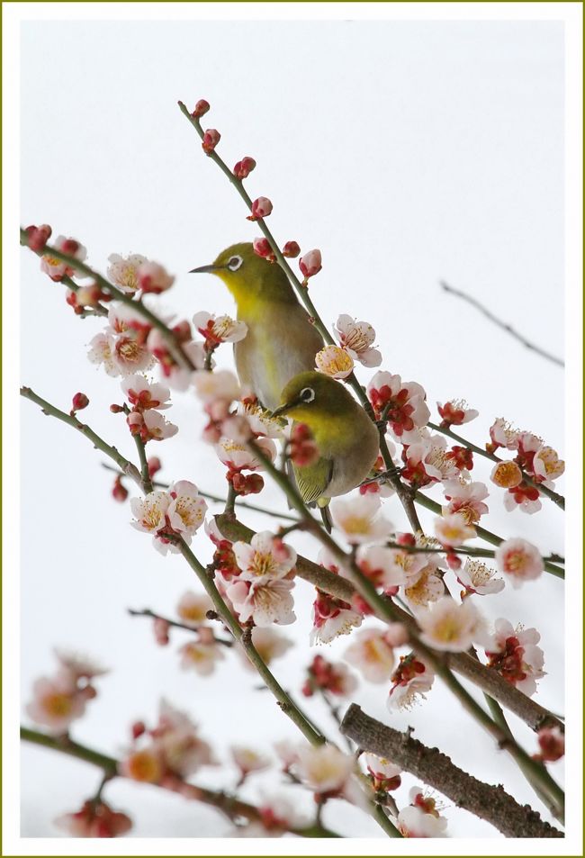 ★平城宮跡（観梅）／奈良県奈良市佐紀町<br />　全部終わるにはまだ１００年はかかると言われています。<br />　