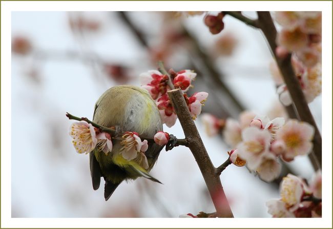 ★平城宮跡（観梅）／奈良県奈良市佐紀町<br />　埋蔵文化財ということで１９９８年に奈良市の東大寺・興福寺・春日奥山・正倉院などとともに世界遺産に指定されました。<br />　
