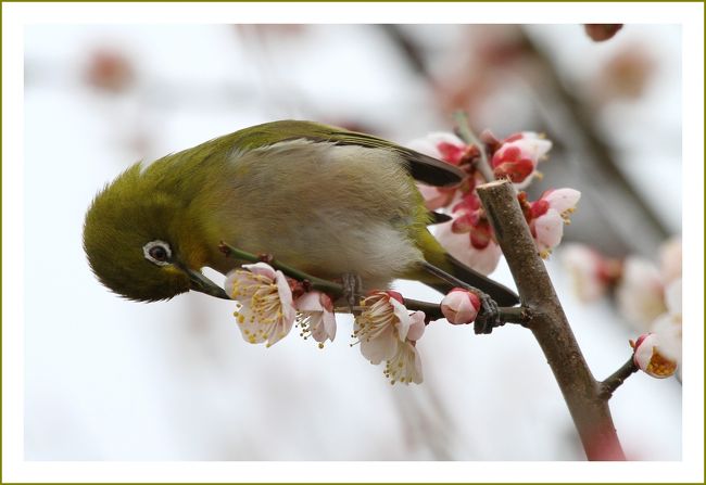 ★平城宮跡（観梅）／奈良県奈良市佐紀町<br />　メジロは花の蜜が好きで、よく私たちの目の前にあらわれてくれます。