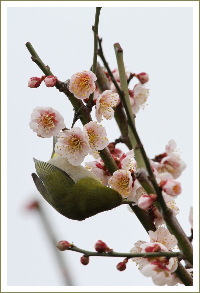 ★平城宮跡（観梅）／奈良県奈良市佐紀町<br />　目のまわりの白いフチドリ、からだはあざやかな黄緑色