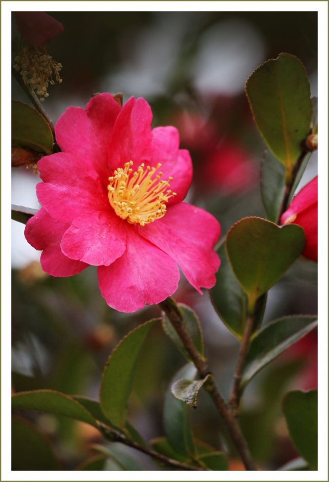 ★平城宮跡（観梅）／奈良県奈良市佐紀町<br />　広さは１2０万平方メートル余、奈良県の県都である奈良市のほぼ中央に位置しているにも関わらず、広々とした野原として保たれています。<br />　