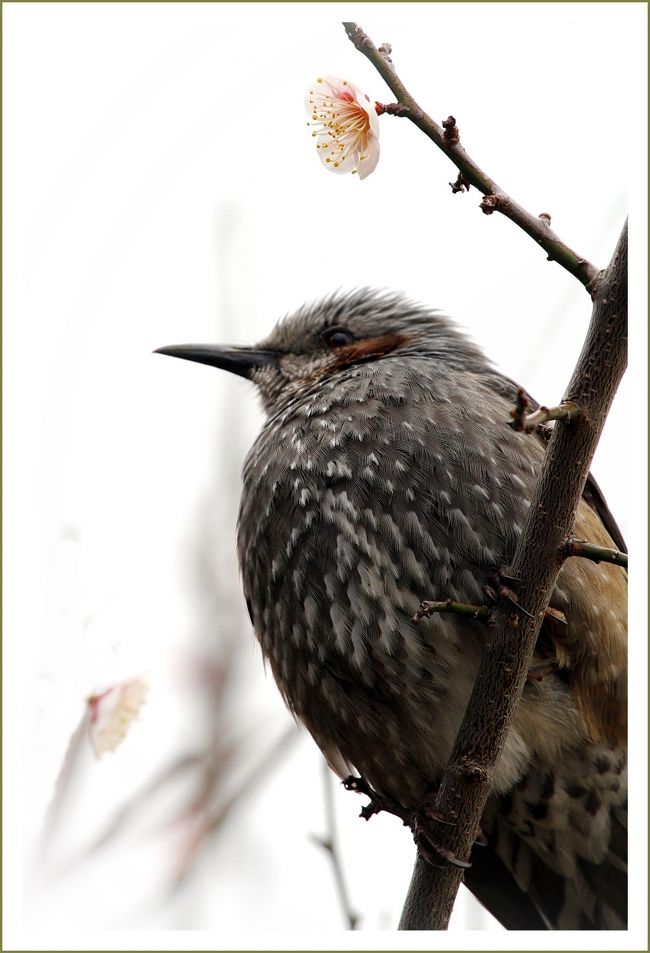 ★平城宮跡（観梅）／奈良県奈良市佐紀町<br />・平城宮跡資料館前<br />　ヒヨドリがいました。