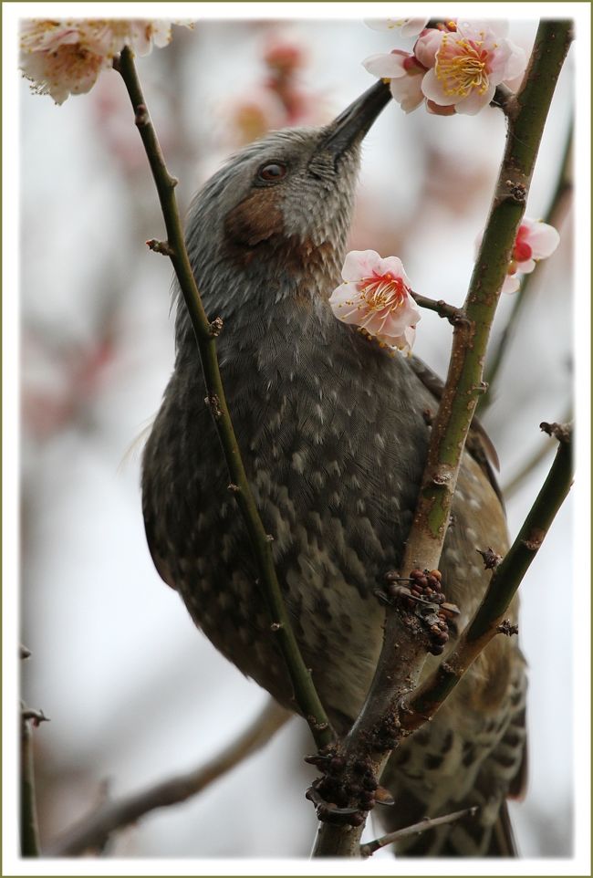 ★平城宮跡（観梅）／奈良県奈良市佐紀町<br />　抜き足差し足忍び足・・なるべく近づいて望遠で捉えました。