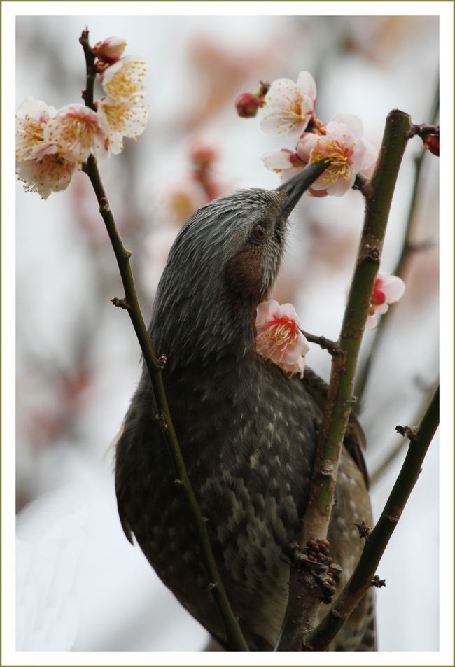 ★平城宮跡（観梅）／奈良県奈良市佐紀町<br />　全長２７〜２８ｃｍ。全体が灰色に見える色彩の鳥です。