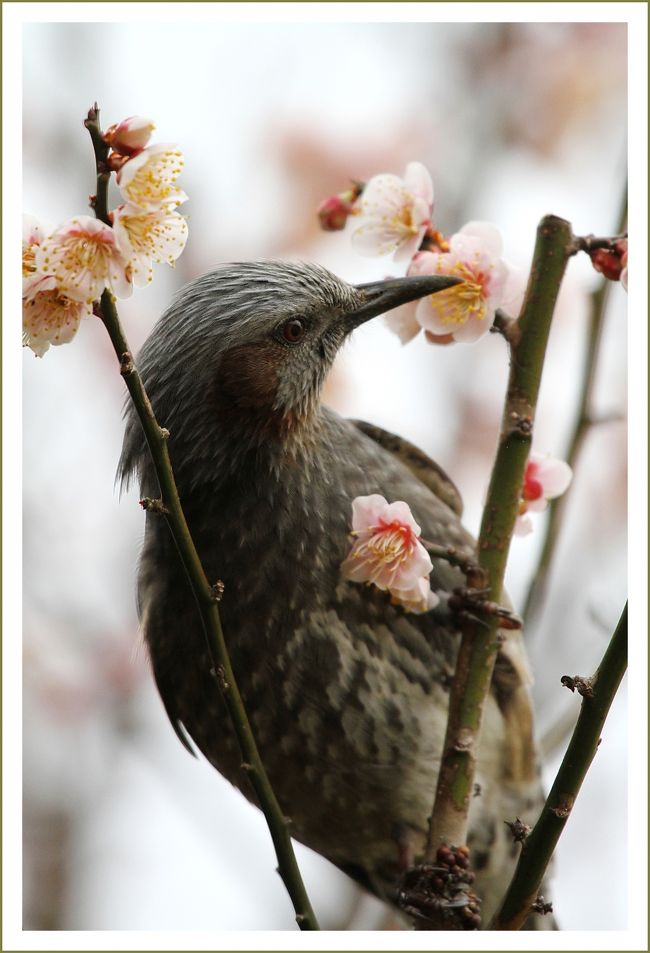 ★平城宮跡（観梅）／奈良県奈良市佐紀町<br />　梅の花の蜜を吸っている。花の蜜や果実が大好物だそうです。