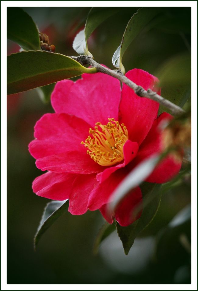 ★平城宮跡（観梅）／奈良県奈良市佐紀町<br />　