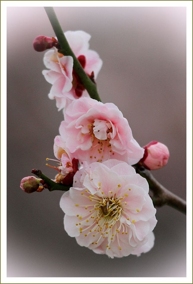 ★平城宮跡（観梅）／奈良県奈良市佐紀町<br />　