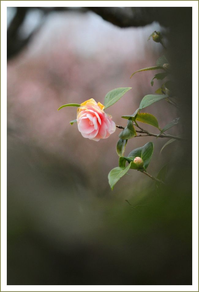 ★平城宮跡（観梅）／奈良県奈良市佐紀町<br />　広さは１２０万平方メートル余、奈良県の県都である奈良市のほぼ中央に位置しているにも関わらず、広々とした野原として保たれています。<br />