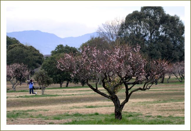 ★平城宮跡（観梅）／奈良県奈良市佐紀町<br />　