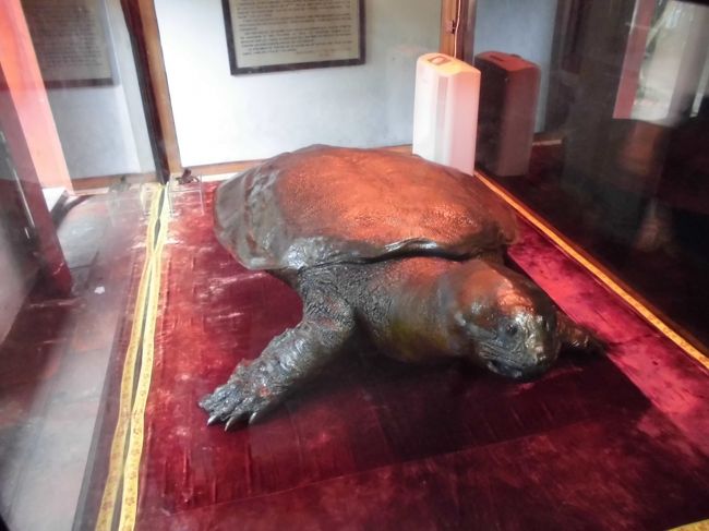 １９６８年発見された２mの大亀。