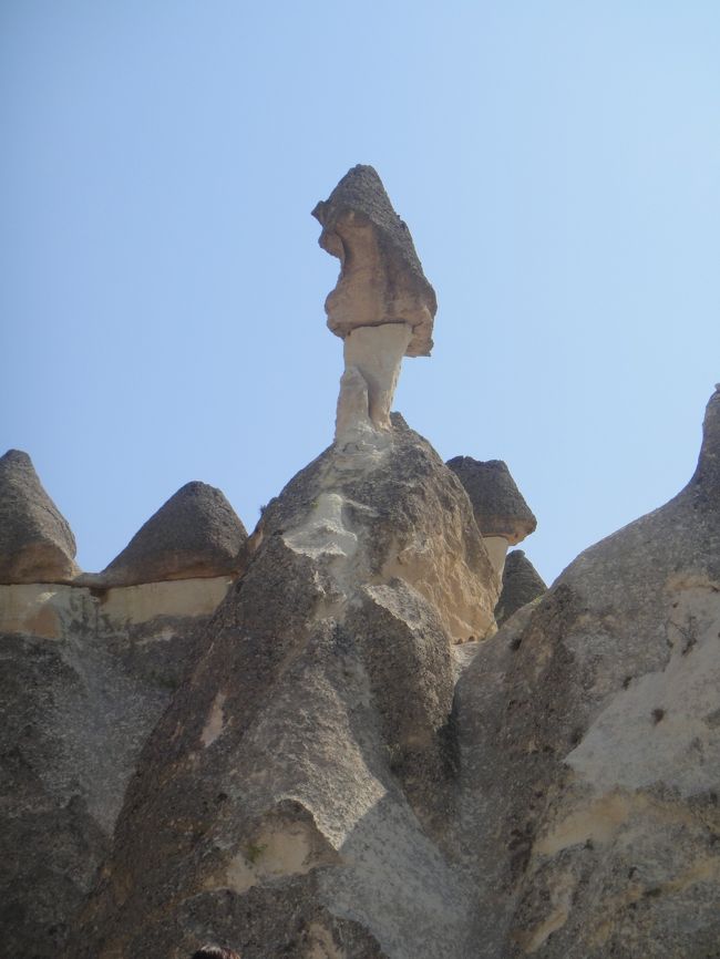 これも数年後には落ちちゃいそう。