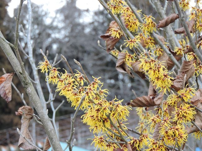 春を探して街歩き、田舎歩き』山形市(山形県)の旅行記・ブログ by