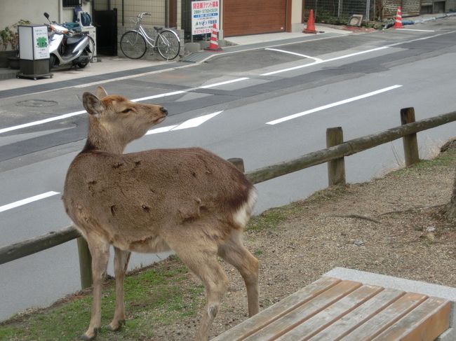 奈良公園の敷地へ入る前に鹿を発見