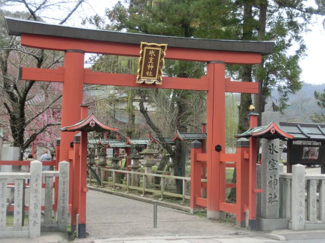 氷室神社<br /><br />早咲きの枝垂桜が遠目に見えました