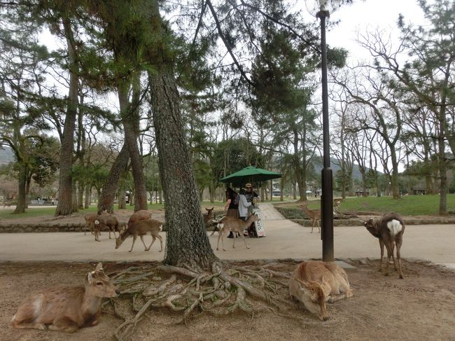 大量の鹿<br /><br />鹿のフンで独特のにおいが立ち込めるこの雰囲気はなんとなく記憶にあります