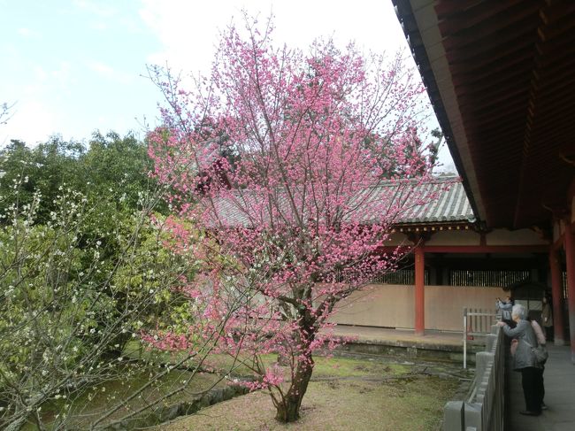 3月中旬は梅・桜を両方楽しめる季節！