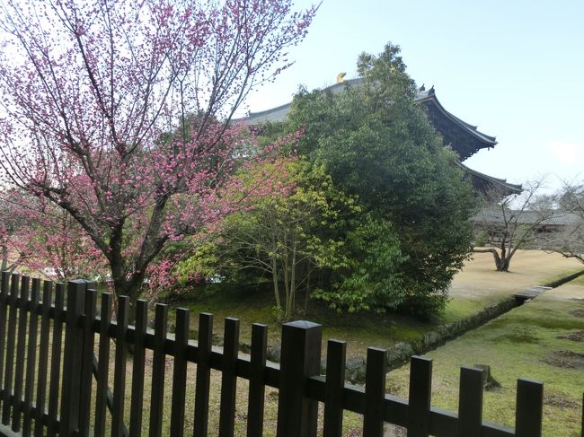 大仏殿をバックに撮ると<br />これはこれでまた味があります