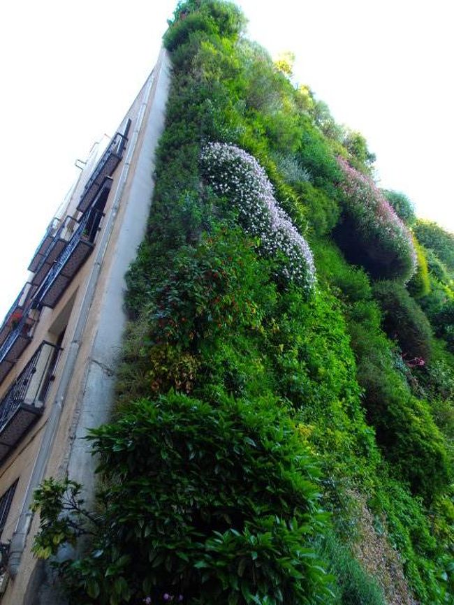 ビルの壁は、いろんな種類の植物で覆われていました。<br />