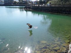 須佐から日本海沿いに、西に移動

萩市内の手前にある「明神池」です。


この池は元々は海でしたが、地形が変わり、池になった場所とのこと
魚にえさをあげようとすると、虎視眈々と鳥がえさを狙ってきます