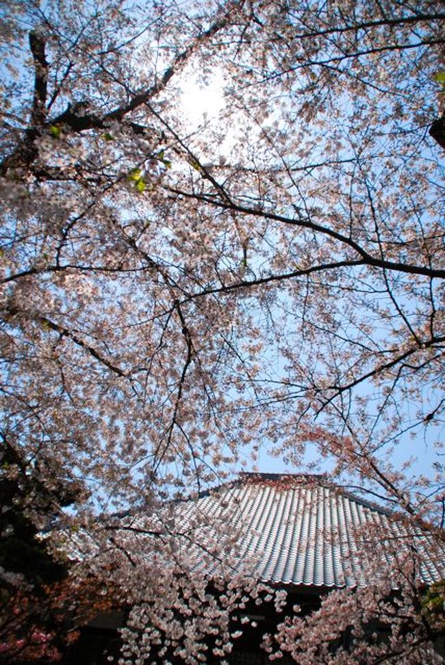 ひとりお花見部 14 花まつりの翌日も京都でお花見 ー城南宮 墨染寺篇 伏見 京都 の旅行記 ブログ By Middx さん フォートラベル ひとりお花見部 14 花まつりの翌日も京都でお花見 ー城南宮 墨染寺篇 伏見 京都 の旅行記 ブログ By Middx さん フォートラベル