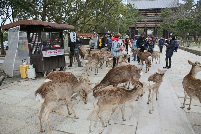 奈良公園の鹿