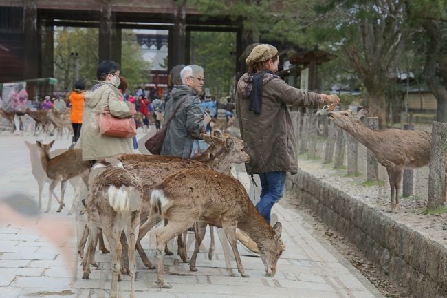 鹿せんべいを買うと鹿が<br />寄ってきます