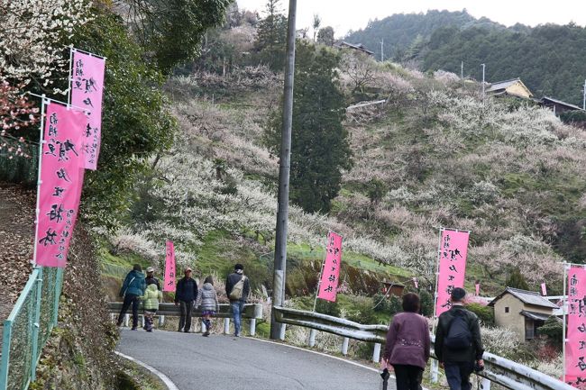 ここから賀名生梅林（あのうばいりん）