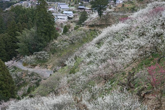 でも車ででも<br />回れます　途中駐車は<br />できませんが