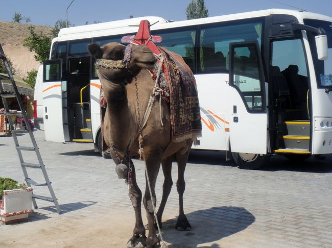 ウチヒサールにいたラクダ。写真を撮るとお金を取られるらしいのでこっそり撮る。