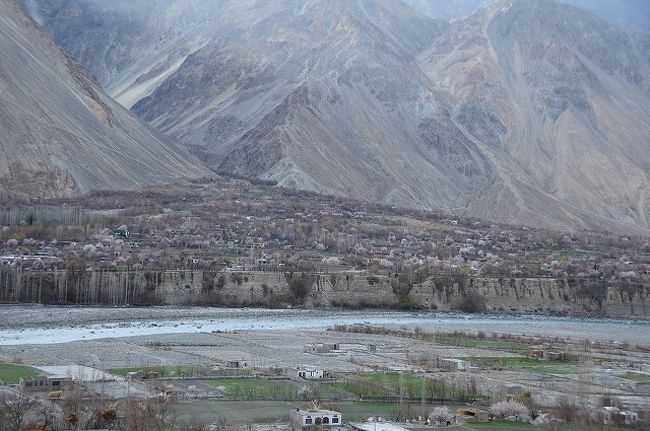 ギルギットからフンザへ行く途中のKKHから。<br />10日後にここを通過したときは、花は散ってしまってた。<br /><br />